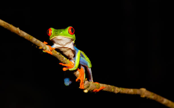 Red-Eyed Tree Frog at Night, Costa Rica Red-Eyed Tree Frog, Agalychnis callidryas, Tortugeuro National Park, Costa Rica tortuguero national park photos stock pictures, royalty-free photos & images