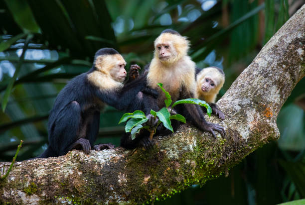 White-Faced Capuchin Monkey Family preening in the treetops in Tortuguero National Park, Costa Rica White-Faced Capuchin Monkey Family, Cebus capucinus, Tortuguero National Park, Costa Rica capuchin monkey stock pictures, royalty-free photos & images