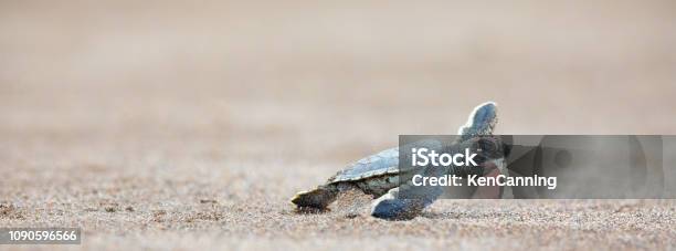 A Baby Green Sea Turtle Scurries Across The Beach To Get To The Safety Of The Ocean Stock Photo - Download Image Now