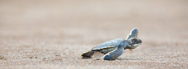 uma tartaruga verde bebê corre em frente à praia para conseguir a segurança do oceano - hatching - fotografias e filmes do acervo