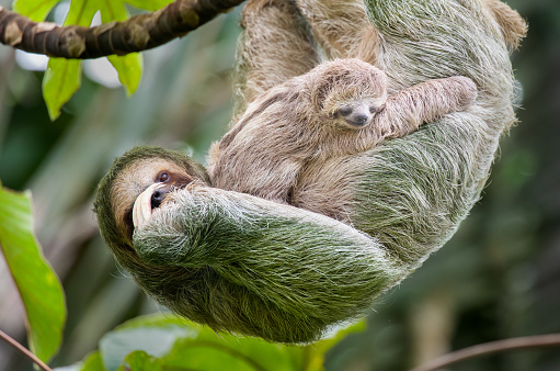 Marrón-throated perezoso de tres dedos de la madre y bebé colgando en la Copa de un árbol, Costa Rica photo