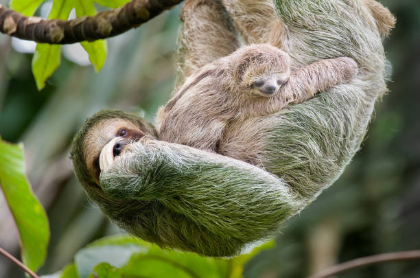 Brown-throated three-toed sloth mother and baby hanging in a treetop, Costa Rica Brown-throated three-toed sloth (Bradypus variegatus), Mother and Juvenile, Costa Rica costa rica photos stock pictures, royalty-free photos & images