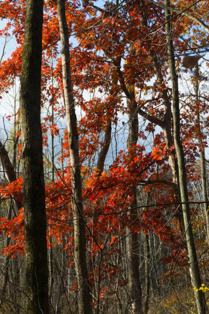 istock Autumn in Indiana Dunes 1090596718