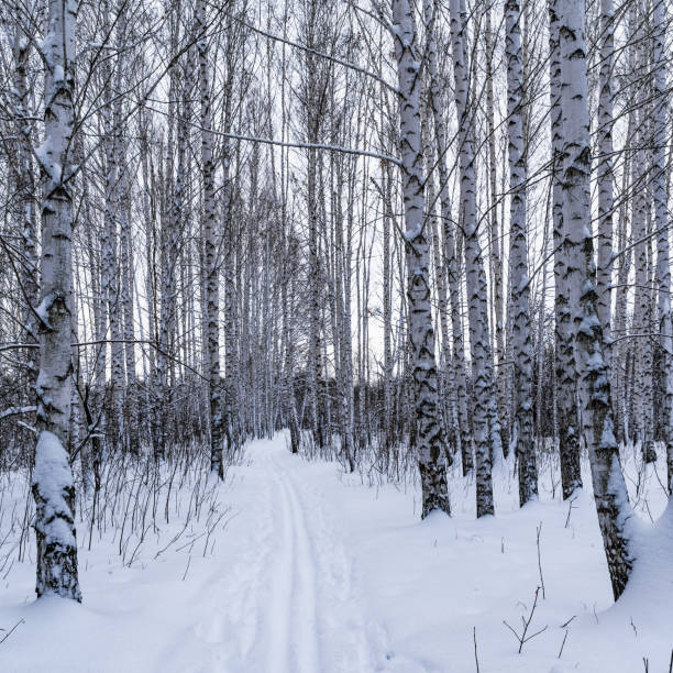 istock Trunks of birch trees in winter snowy forest close up 1090599056
