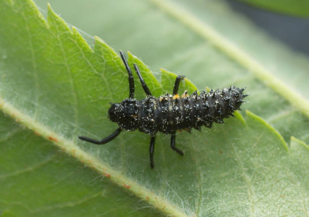 istock Young larva of eyed ladybug, Anatis ocellata on leaf 1090599226