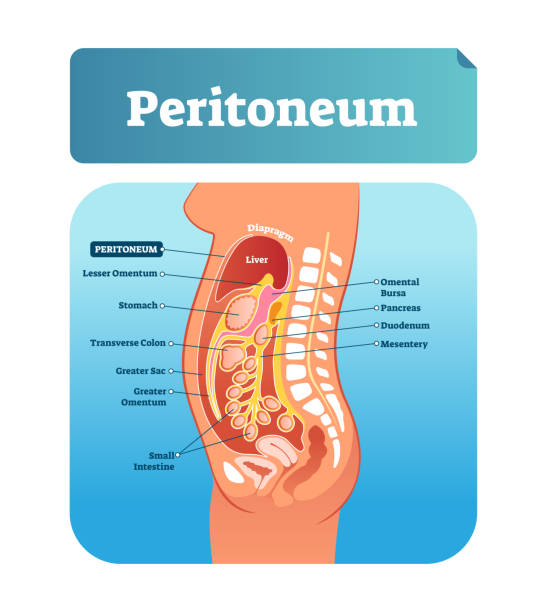 Peritoneum vector illustration. Labeled medical membrane location scheme. vector art illustration