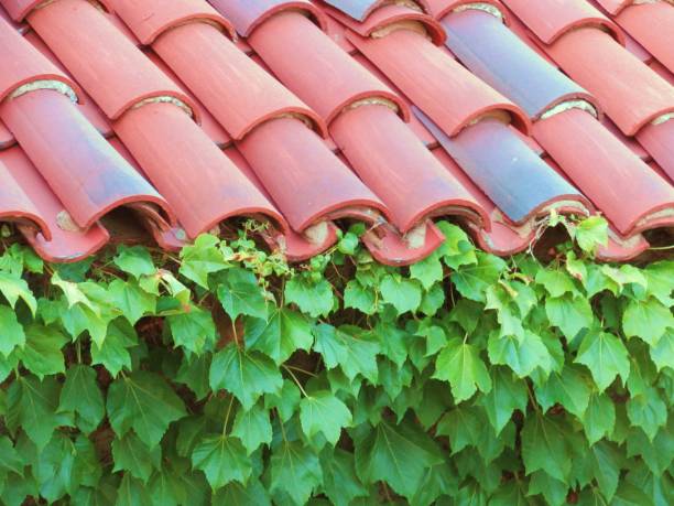 Arizona, United States - June 19, 2014:The red clay tiles create a pattern on the roof of a building. Ivy has grown up the side of the building until it met the tile roof.