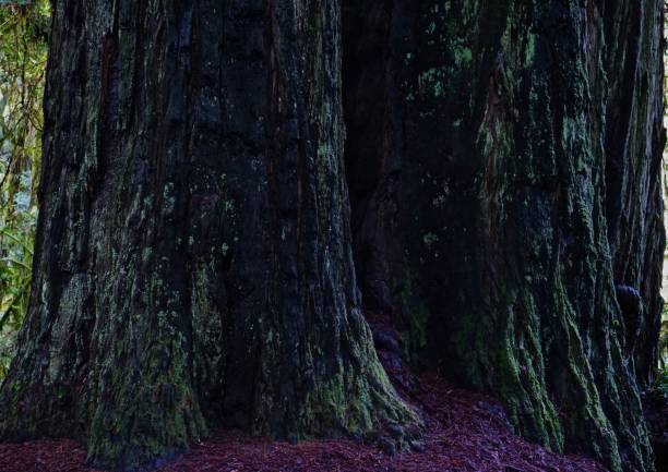 istock Ancient California Redwood 1090601364