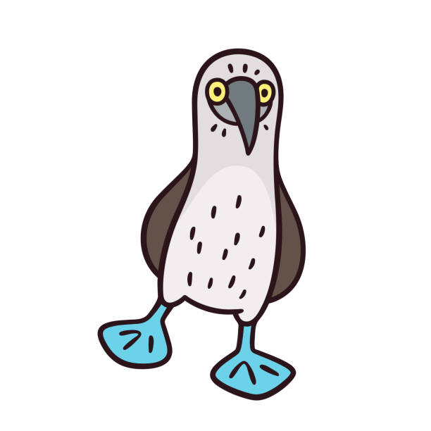 Blue-footed booby Blue-footed booby, funny cartoon bird drawing. Isolated vector illustration. sula nebouxii stock illustrations