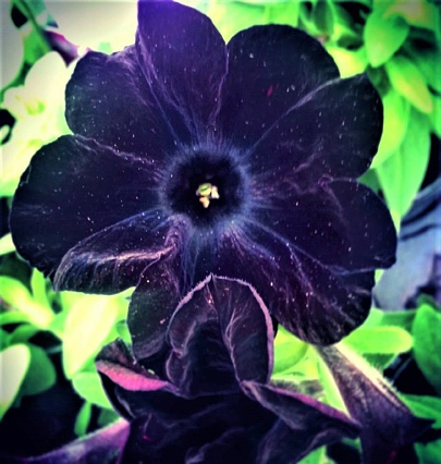 Black Velvet Petunia Stock Photo - Download Image Now - Beauty In ...