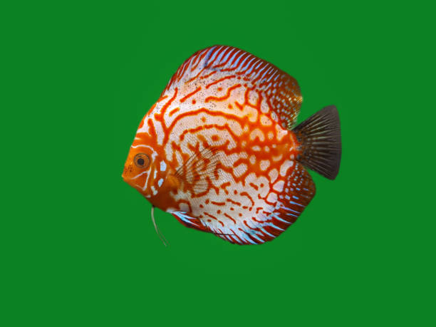 An isolated Red Dragon Discus fish in the foreground An isolated Red Dragon Discus fish in the foreground over a clean and green chroma key background discus fish symphysodon stock pictures, royalty-free photos & images
