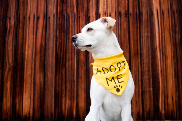 White Adoptable Dog White pitbull mix with "adopt me" bandana in front of wood background pet adoption photos stock pictures, royalty-free photos & images