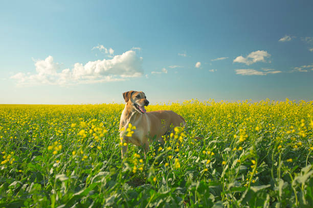 Rhodesian Ridgeback in Field of Flowers stock photo