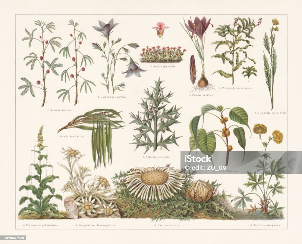 Defence mechanisms of different plants, chromolithograph, published in 1897 Defence mechanisms of different plants: 1) Sensitive plant (Mimosa pudica) with developed leaves (a), and night mode (b); 2) Spreading bellflower (Campanula patula); 3) Alpine rock-jasmine (a-Androsace alpina, or Aretia glacialis) with blossom (longitudinal section); 4) Saffron crocus (Crocus sativus) with closed blossom (a-longitudinal section); 5) Curled pondweed (Potamogeton crispus) with loosening winter bud (a); 6) Compassplant (Silphium laciniatum); 7) Mango tree (Mangifera indica); 8) Colletia cruciata (or Colletia paradoxa); 9) Sacred fig (Ficus religiosa); 10) Denseflower mullein (Verbascum densiflorum, or Verbascum phlomoides) with falling raindrops; 11) Edelweiss (Leontopodium nivale, or Gnaphalium leontopodium); 12) Silver thistle (Carlina acaulis) with open (a) and closed (b) blossom; 13) Globeflower (Trollius europaeus) with closed blossom (a-longitudinal section). Chromolithograph, published in 1897. Drawing - Art Product stock illustration