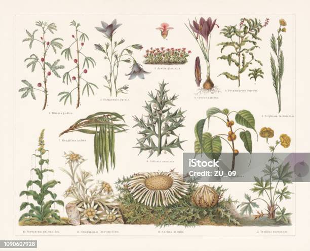 Defence Mechanisms Of Different Plants Chromolithograph Published In 1897 Stock Illustration - Download Image Now