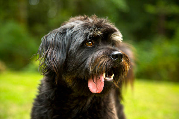 Black Terrier with Tongue Hanging Out stock photo