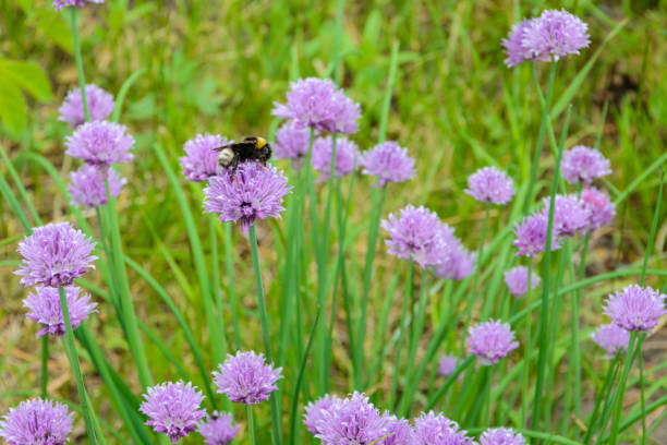 Large fluffy bumblebee (bombus terrestris) pollinating purple "Chives" flower (or Wild Chives, Flowering Onion, Garlic Chives, Chinese Chives, Schnittlauch). Large fluffy bumblebee (bombus terrestris) pollinating purple "Chives" flower (or Wild Chives, Flowering Onion, Garlic Chives, Chinese Chives, Schnittlauch). Its Latin name is Allium Schoenoprasum. schnittlauch stock pictures, royalty-free photos & images