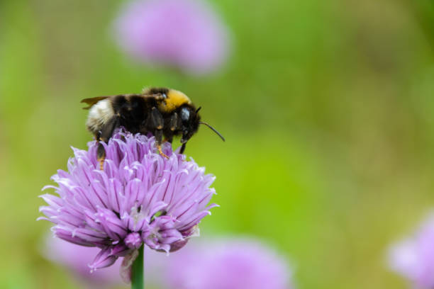 Large fluffy bumblebee (bombus terrestris) close up. Background with a bumblebee pollinating purple "Chives" flower. stock photo