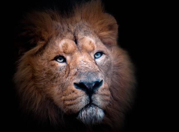 istock Male Lion portrait on a black background 1090609990