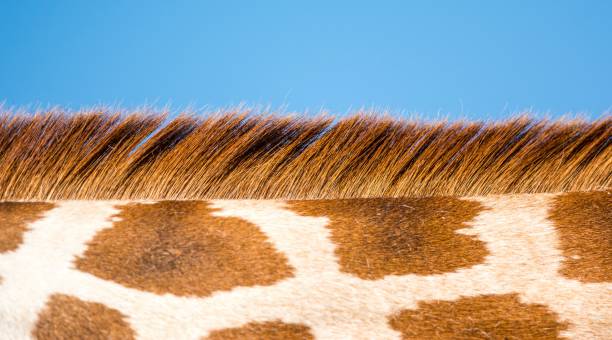 giraffe skin, close up - giraffe print imagens e fotografias de stock