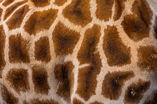 A close up of a giraffes skin texture