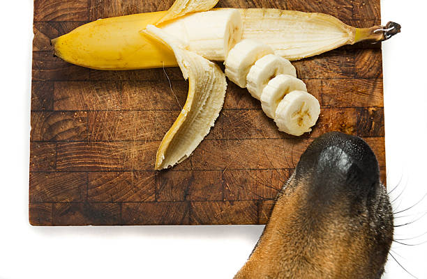 Dog and a Banana stock photo