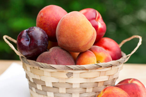 Basket of Stone Fruit Wicker basket filled with a bounty of stonefruit including peaches, nectarines, and plums. nectarine stock pictures, royalty-free photos & images