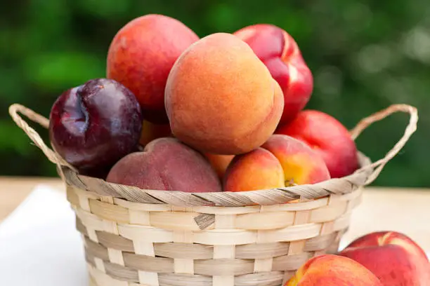 Wicker basket filled with a bounty of stonefruit including peaches, nectarines, and plums.