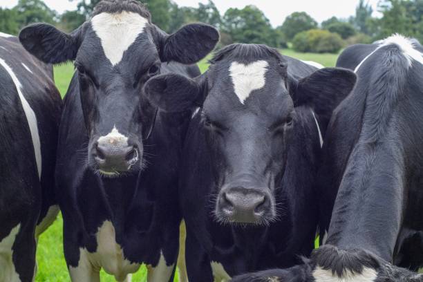 istock Cow headshot, close up 1090610838