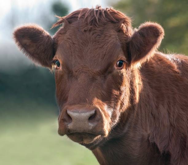 istock Cow headshot, close up 1090610942