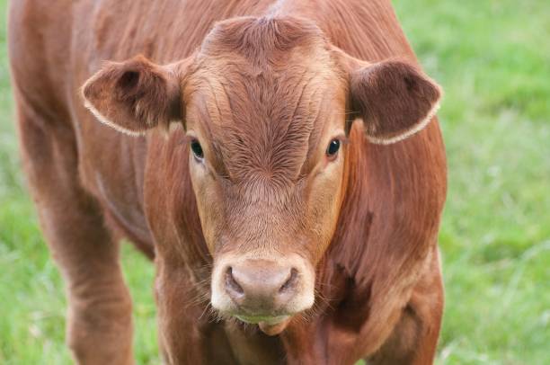 istock Cow headshot, close up 1090610948