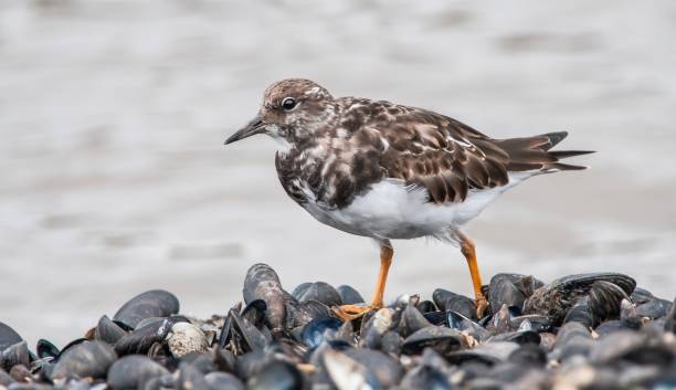 Turnstone on the sea shore A Turnstone walking along the waters edge ruddy turnstone stock pictures, royalty-free photos & images