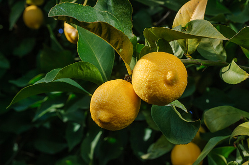 Close-up of ripening lemons growing on a fruit tree orchard.\n\nTaken In Gustine, California, USA.