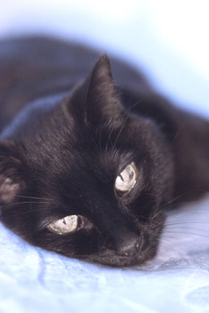 istock Senior black cat lying on the bed. No people 1090637568