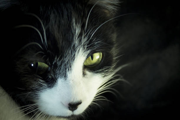 istock Black and white cat with feline immunodeficiency 1090637666