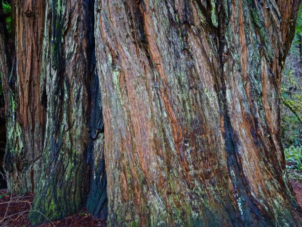 norte de california redwood antigua - rainforest redwood sequoia footpath fotografías e imágenes de stock