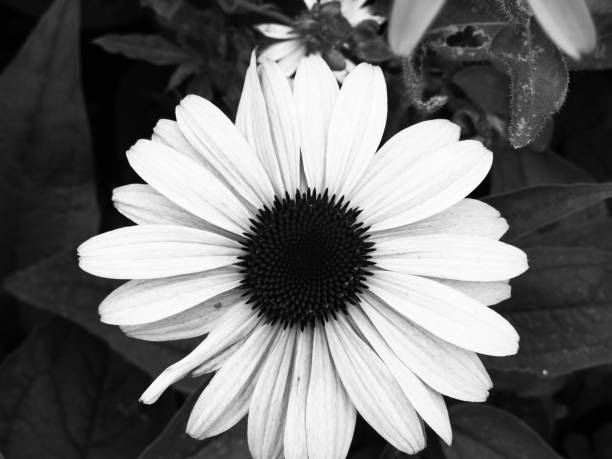 istock All kinds of flowers 1090644630