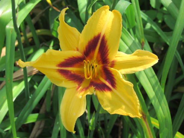 istock All kinds of flowers 1090644648