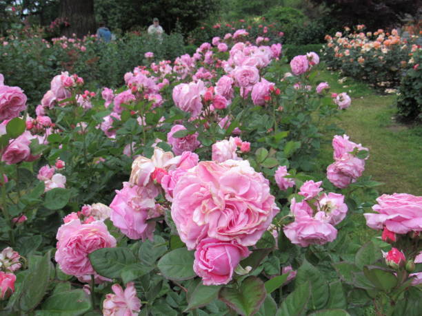 istock All kinds of flowers 1090644756
