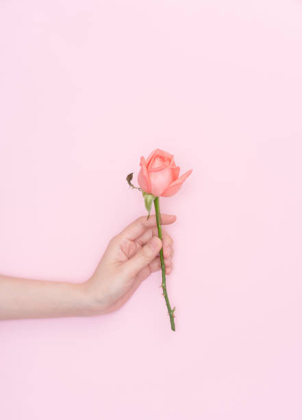 istock female hand hold flower 1090647996