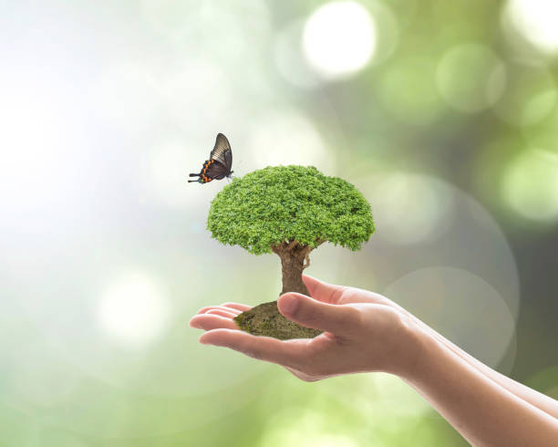 istock Environment and ecosystem preservation concept with tree planting on volunteer's hand 1090648026