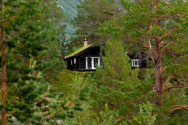 House in the forest, Norway. A sod roof, or turf roof, is a traditional Scandinavian type of green roof covered with sod on top of several layers of birch bark on gently sloping wooden roof boards. Until the late 19th century, it was the most common roof on rural log houses in Norway and large parts of the rest of Scandinavia.