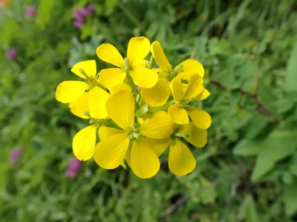 early summer brings wild flowers blooming in the mountains of Montana