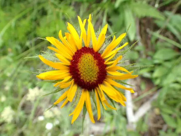 early summer brings wild flowers blooming in the mountains of Montana