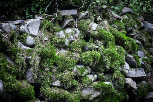 istock Moss-covered stone. Beautiful moss and lichen covered stone. Bright green moss Background textured in nature. Natural moss on stones in winter forest. 1090664048