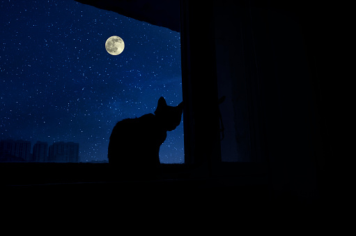 Cat sit by the windowsill in moonlight and looking at full moon. Dark room in the silhouette of a cat sitting on a window at night