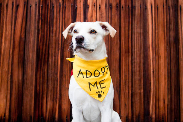 White Adoptable Dog stock photo