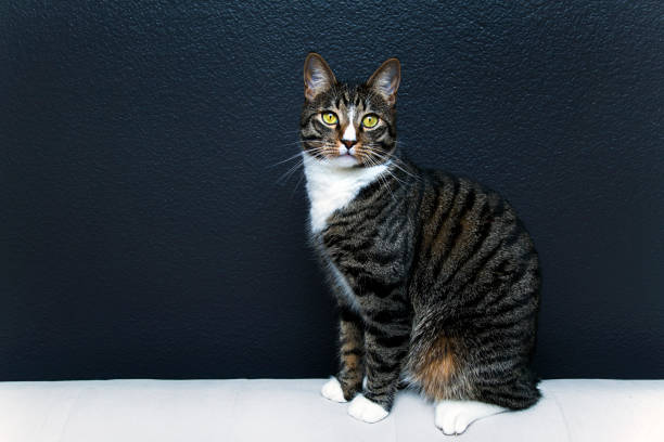 Tabby cat standing on couch stock photo