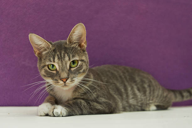 Light Grey Tabby Cat stock photo