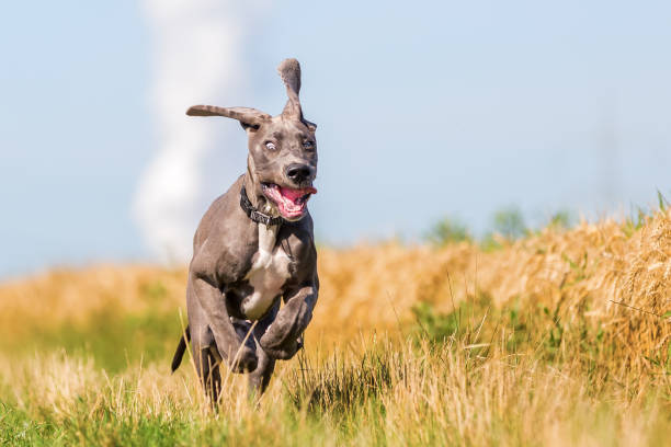 istock great dane puppy runs over the meadow 1090670896